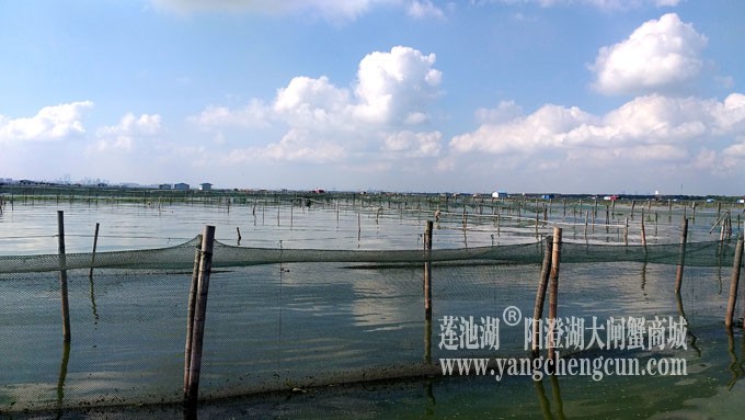 天凉好个秋——阳澄湖上