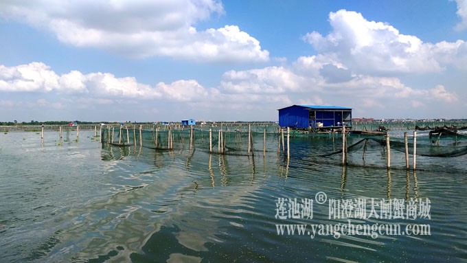 天凉好个秋——阳澄湖上