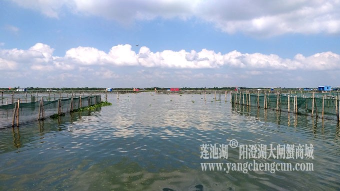 天凉好个秋——阳澄湖上