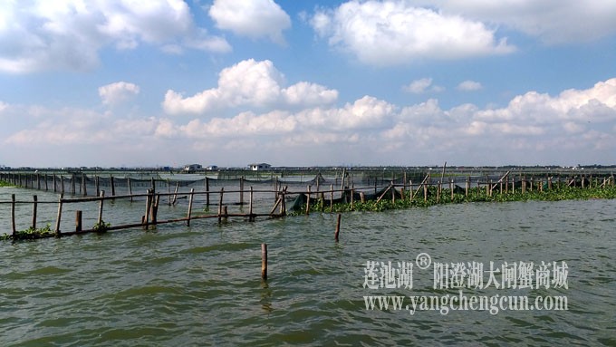 天凉好个秋——阳澄湖上