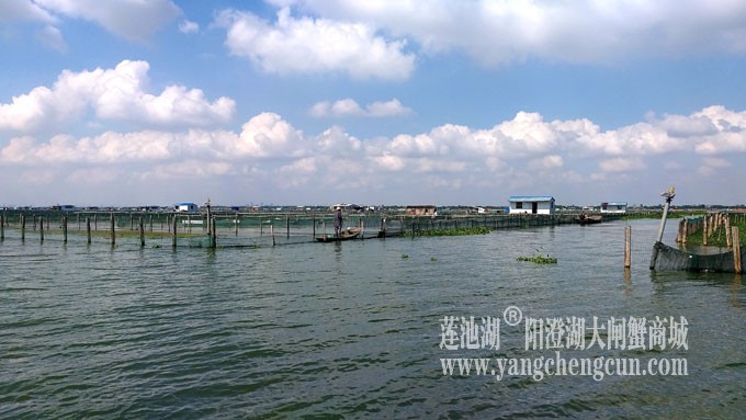 天凉好个秋——阳澄湖上