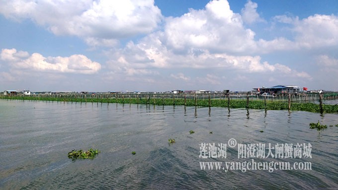 天凉好个秋——阳澄湖上