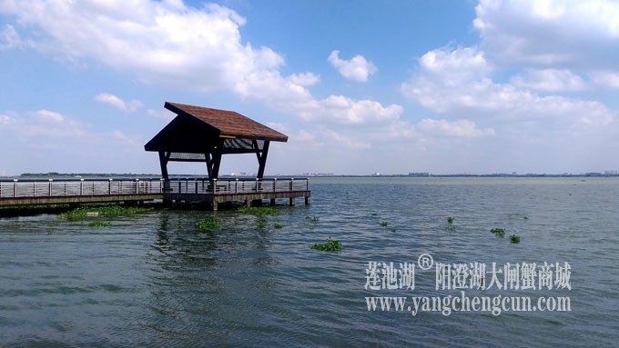 天凉好个秋——阳澄湖半岛