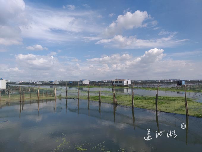 阳澄湖大闸蟹养殖基地