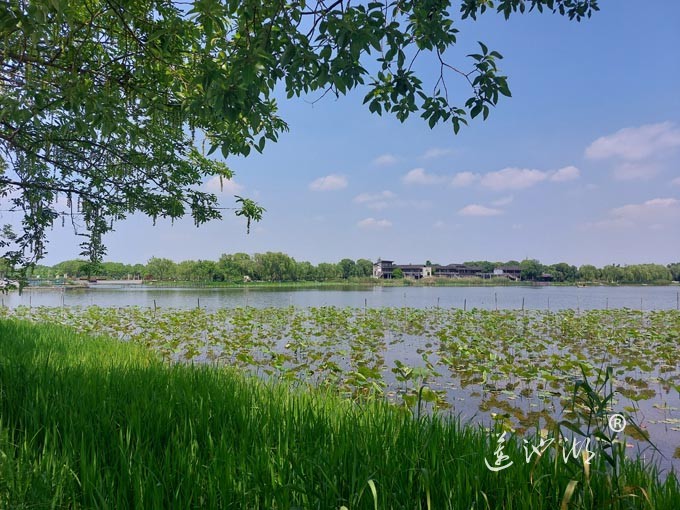 阳澄湖半岛莲池湖公园