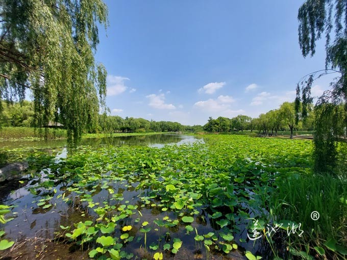 阳澄湖半岛莲池湖公园