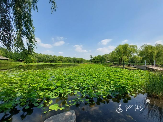 阳澄湖半岛莲池湖公园