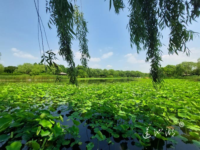 阳澄湖半岛莲池湖公园