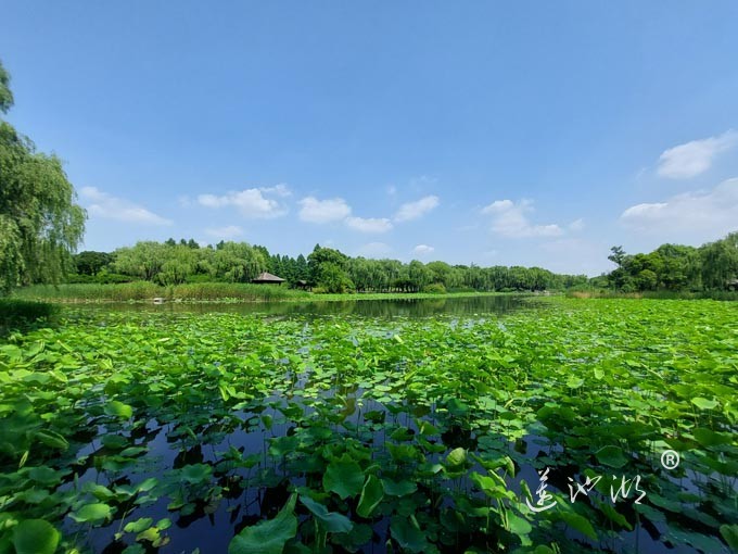 阳澄湖半岛莲池湖公园