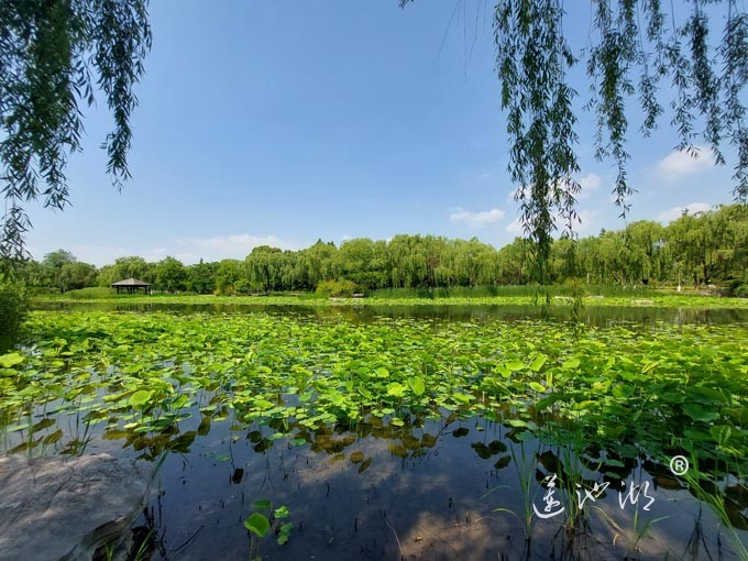 阳澄湖半岛莲池湖公园