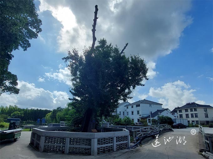 【阳澄湖畔】绰墩山村的风景