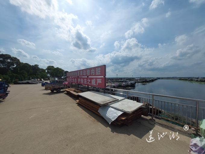 【阳澄湖畔】阳澄湖蟹农码头的风景