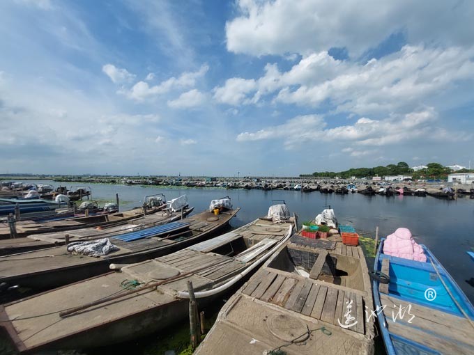 【阳澄湖畔】阳澄湖蟹农码头的风景