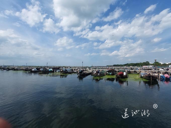 【阳澄湖畔】阳澄湖蟹农码头的风景