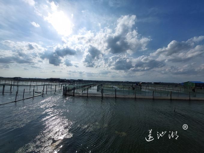 苏州阳澄湖大闸蟹养殖基地