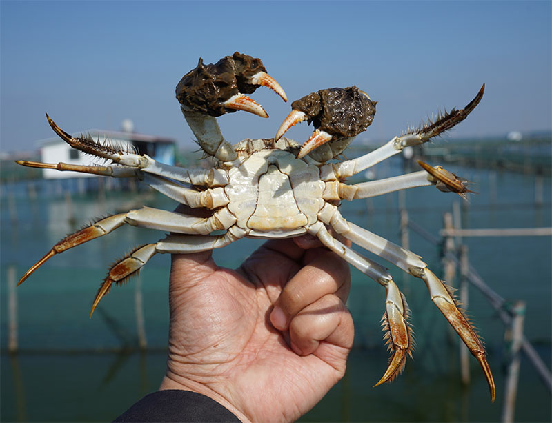 阳澄湖大闸蟹