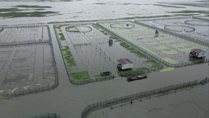 我们的阳澄湖大闸蟹养殖基地