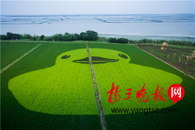 农田里的黄小鸭