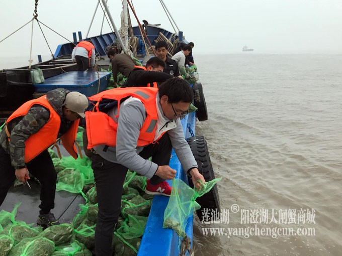 上海一次性拉来6.47万只大闸蟹，全部放流长江