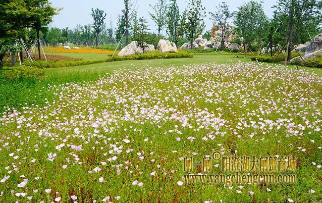 阳澄湖半岛仙樱湖公园