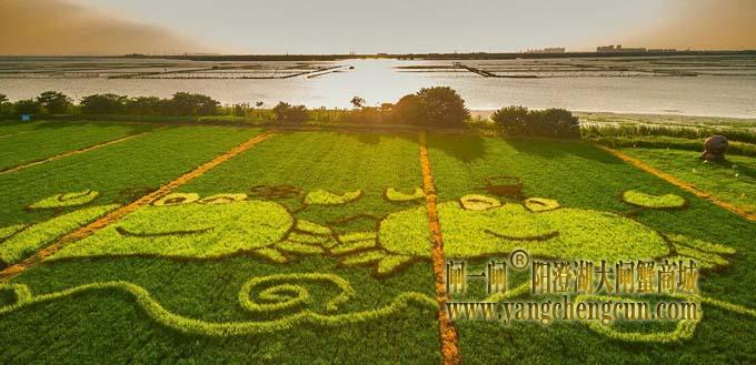 阳澄湖彩稻节
