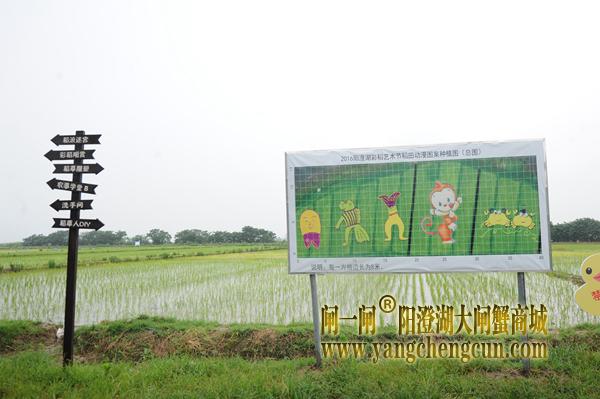 莲花岛上80亩的水稻田，里面正在孕育的是彩色水稻。