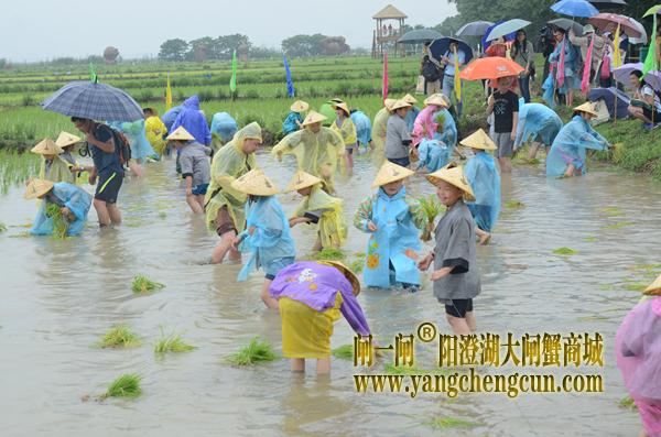 孩子们卷起裤管、光着脚丫，体验插秧。