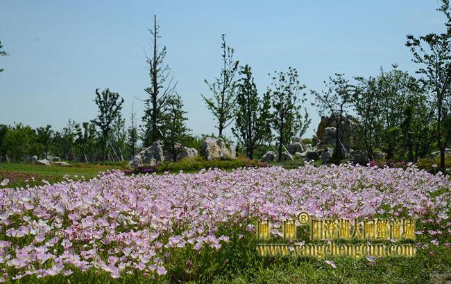阳澄湖半岛仙樱湖公园