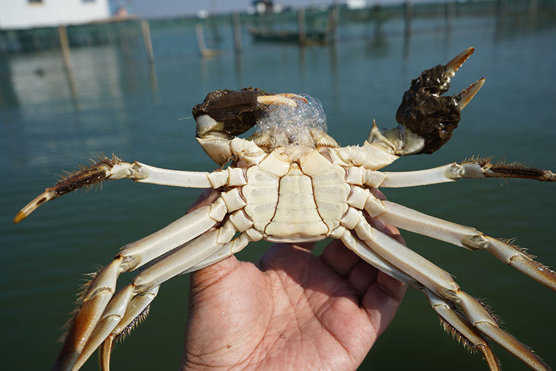 阳澄湖大闸蟹