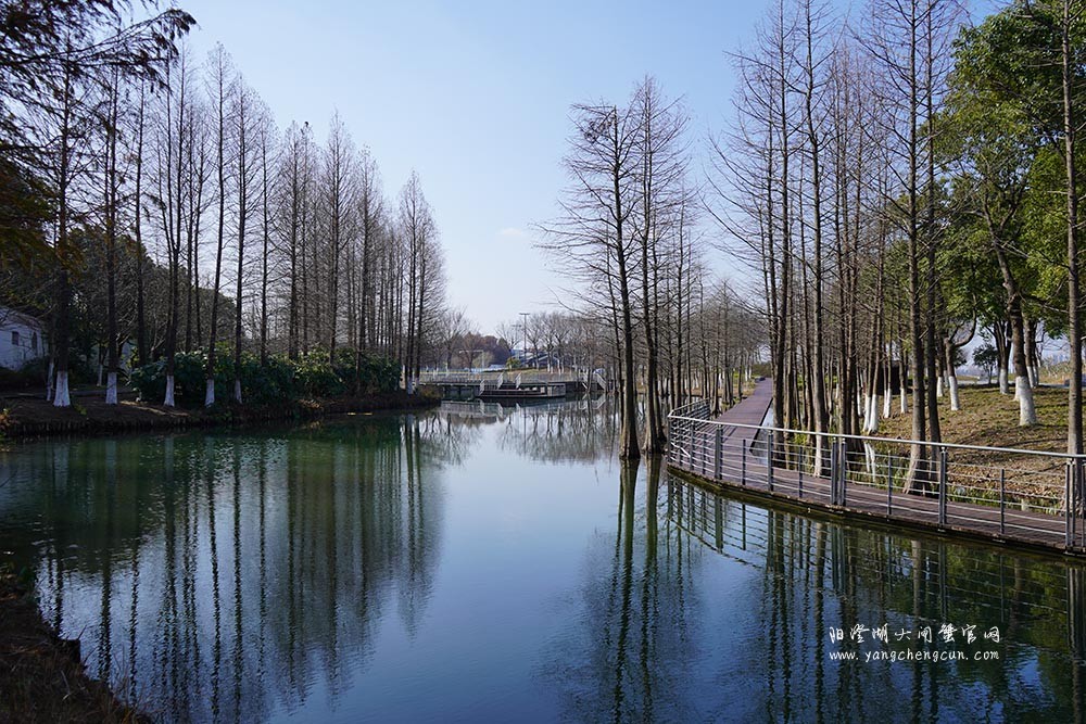 冬日暖阳阳澄湖生态湿地公园