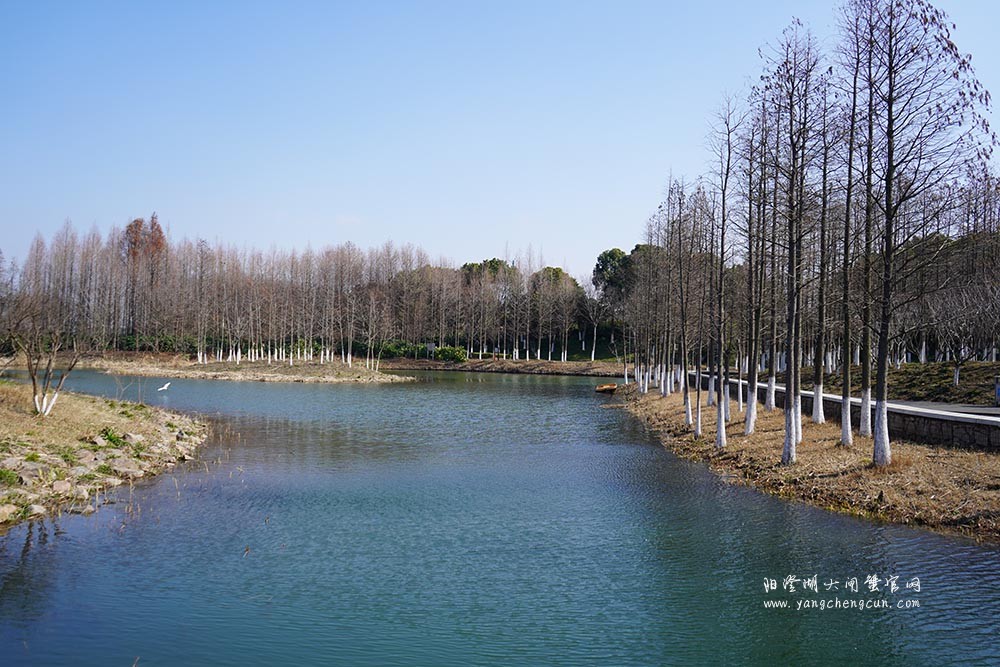 冬日暖阳阳澄湖生态湿地公园