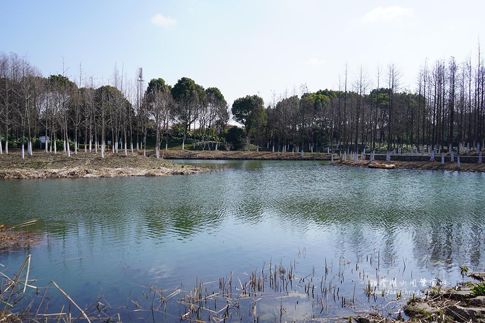 冬日暖阳阳澄湖生态湿地公园