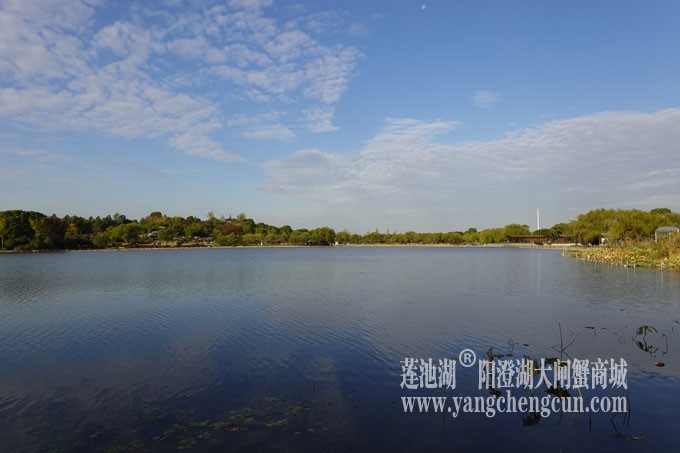 阳澄湖畔-莲池湖的早晨