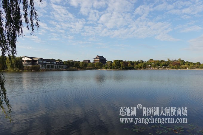 阳澄湖畔-莲池湖的早晨