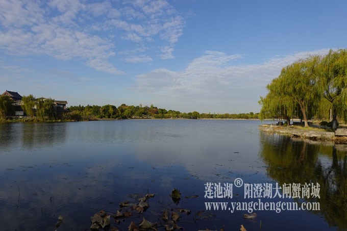 阳澄湖畔-莲池湖的早晨