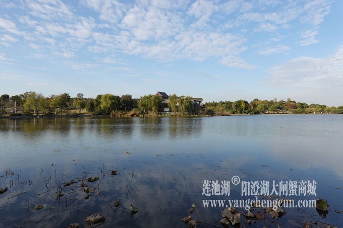 阳澄湖畔-莲池湖的早晨