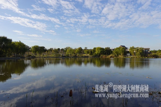 阳澄湖畔-莲池湖的早晨