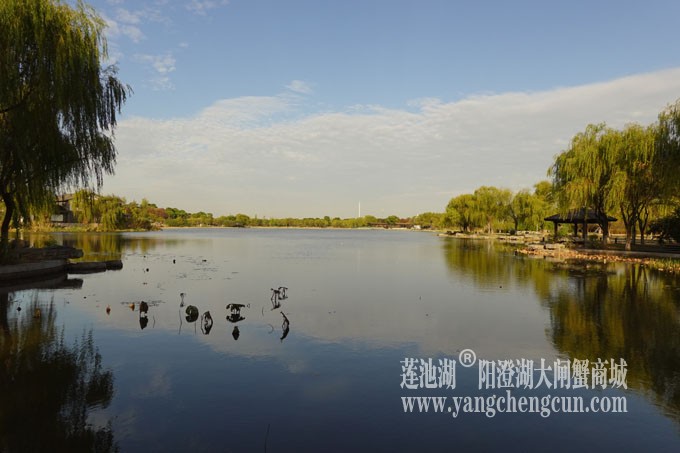 阳澄湖畔-莲池湖的早晨