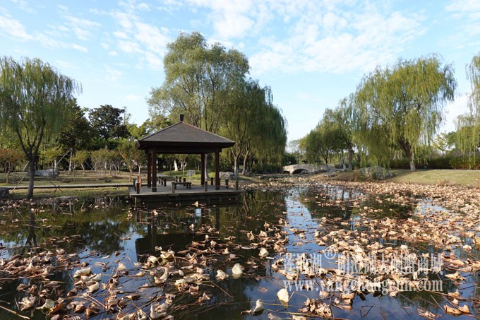阳澄湖畔-莲池湖的早晨