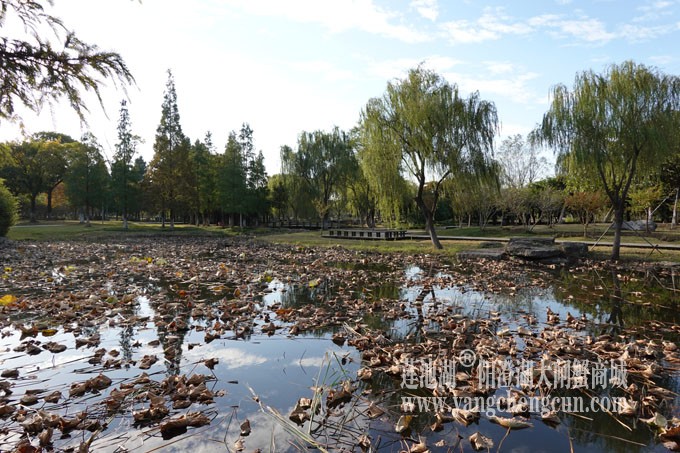 阳澄湖畔-莲池湖的早晨