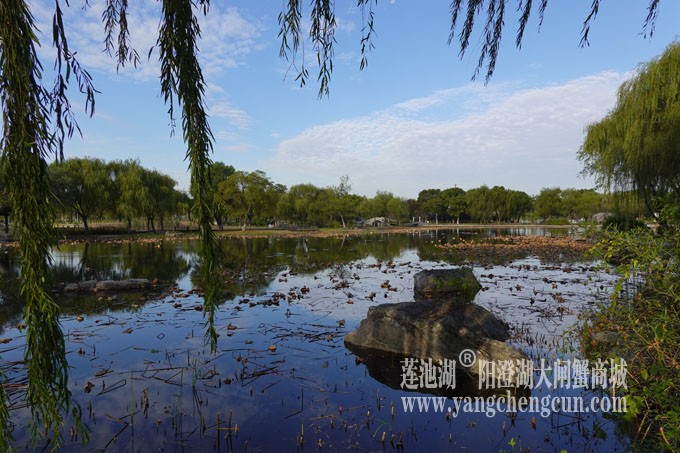 阳澄湖畔-莲池湖的早晨