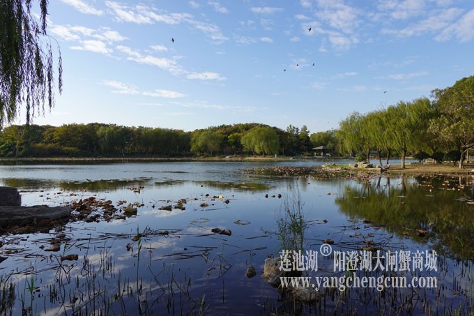 阳澄湖畔-莲池湖的早晨