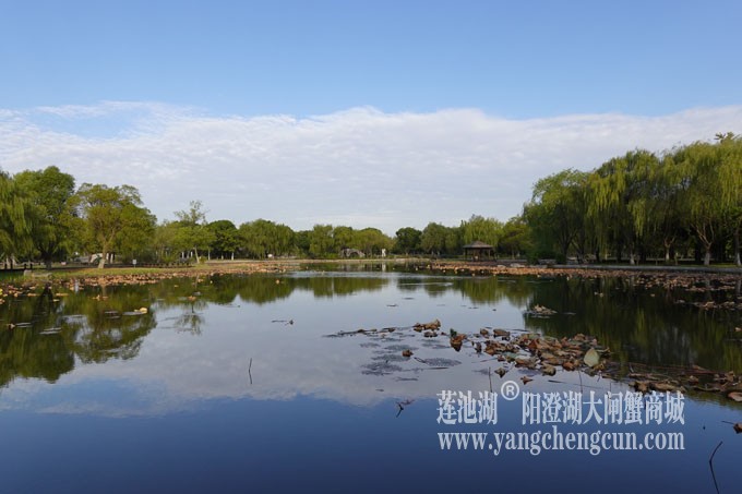 阳澄湖畔-莲池湖的早晨