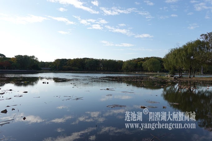 阳澄湖畔-莲池湖的早晨