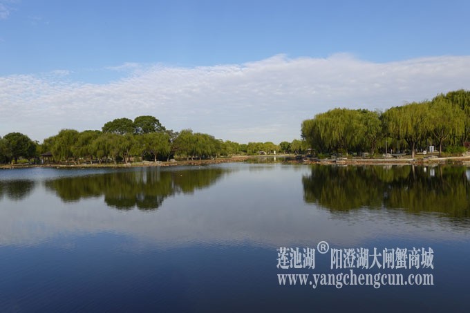 阳澄湖畔-莲池湖的早晨