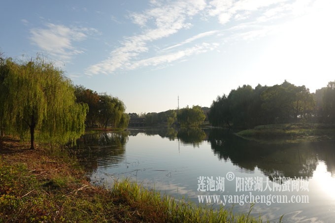 阳澄湖畔-仙樱湖的早晨