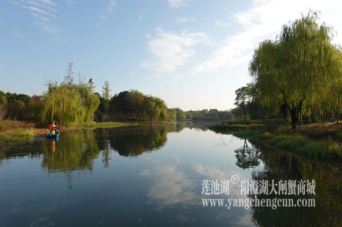 阳澄湖畔-仙樱湖的早晨