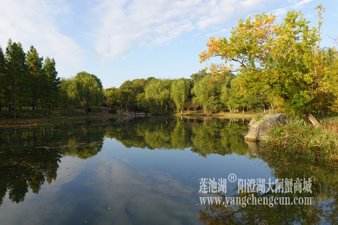 阳澄湖畔-仙樱湖的早晨