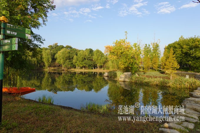 阳澄湖畔-莲池湖的早晨