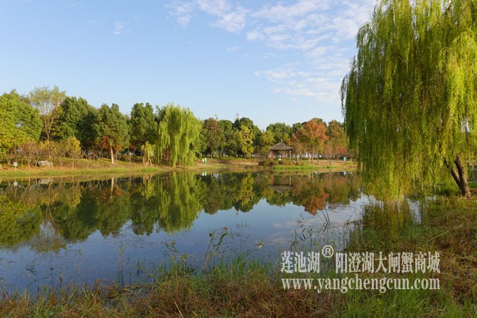 阳澄湖畔-仙樱湖的早晨